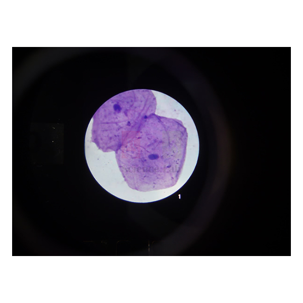 Microslide Cells of Body